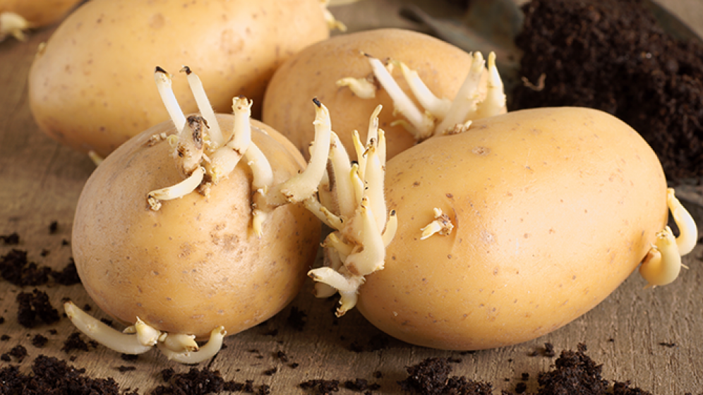 Potatoes Sprouting de Mississippi State U.png